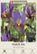 Eye of the Tiger Dutch Iris 12 Bulbs - Multiply Rapidly - 8/9 cm Bulbs